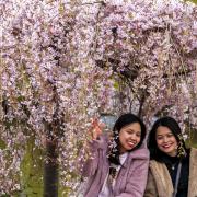 Women next to a cherry blossom tree in St James's Park, London