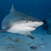Seven beaches in Tobago were closed as a result of the shark attack.