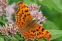 A Comma butterfly. Picture: PA/BARRY BACHELOR