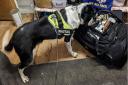 A sniffer dog provided by BWY Canine investigates a bag full of cigarettes during one of the raids.
