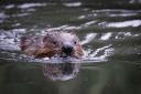 Beavers are to be reintroduced in the Cairngorms (James Manning/PA)