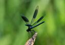 Eastbrookend Country Park is being added to TfL's map of cultural highlights near to District Line stations. The image shows a banded demoiselle - a species of damselfly - spotted at the park.