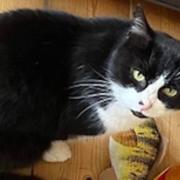 Basil the cat had been missing for nine and a half years before being reunited with his owners