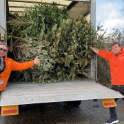 Saint Francis Hospice volunteers can't wait to recycle Christmas trees from across Havering and Brentwood.