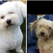 Jessie (pictured) was the first ever dog helped by Scruffy's Angels. The picture on the right shows Jessie as she was found by the group, and on the left how she is now after being adopted by the workman that helped the group catch her.