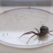 A false widow spider.