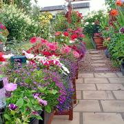 The garden has more than 50 varieties of flowers.