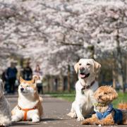 Dogs from K9 College are lined for a photo along a path lined with blossoms in Battersea Park, London.