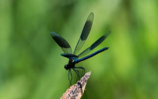 Eastbrookend Country Park is being added to TfL's map of cultural highlights near to District Line stations. The image shows a banded demoiselle - a species of damselfly - spotted at the park.